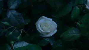 Backdrop to the movie "The Hunger Games: Mockingjay - Part 2" #785556