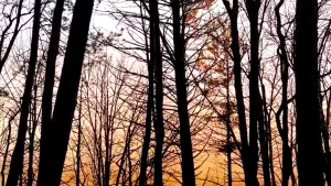 Backdrop to the movie "Film Studies Project" #449025