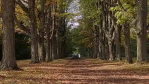 Backdrop to the movie "It Follows" #592663