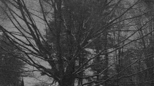 Backdrop to the movie "Center" #449267