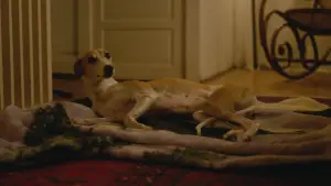 Backdrop to the movie "The Heirloom" #788807