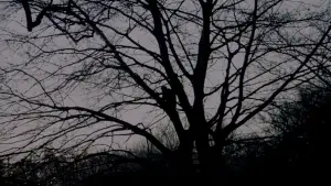 Backdrop to the movie "Birth" #663077