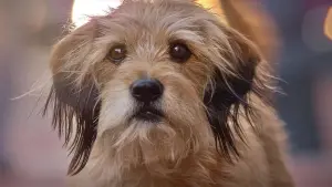 Backdrop to the movie "Benji" #483013