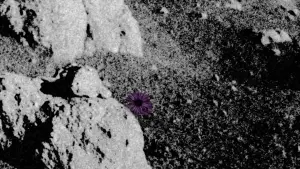 Backdrop to the movie "Do Flowers Grow on the Moon?" #480698