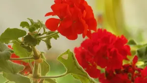 Backdrop to the movie "Four Haikus" #439949