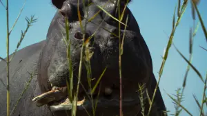 Backdrop to the movie "Pepe" #757281