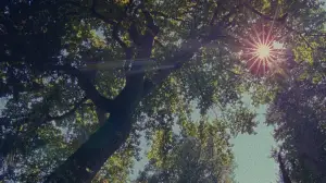 Backdrop to the movie "The May Bench" #659748