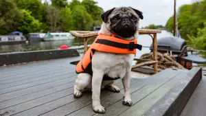 Watch film Patrick | PATRICK | NEW UK Trailer | Official UK