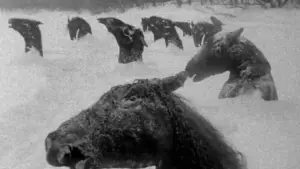 Backdrop to the movie "My Winnipeg" #643535