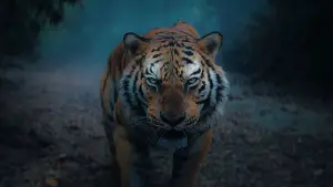 Backdrop to the movie "Kantara - A Legend: Chapter 1" #530173