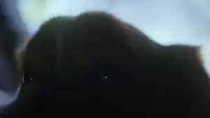 Backdrop to the movie "Good Boy" #517225