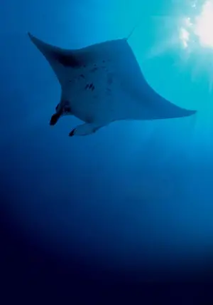 Poster to the movie "Deep Blue" #724859