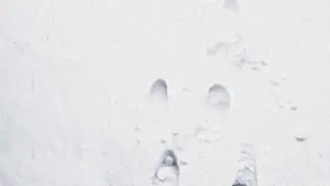 Backdrop to the movie "The Lost Season" #198926