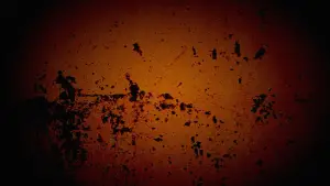 Backdrop to the movie "Uno bianca" #718875