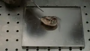 Backdrop to the movie "Blue Velvet" #626907