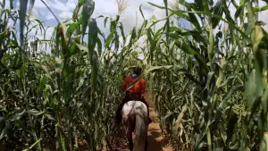 Backdrop to the movie "Oklahoma!" #358349