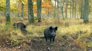 Backdrop to the movie "Heart of Oak" #198320