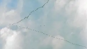 Backdrop to the movie "The Emigrants" #631566