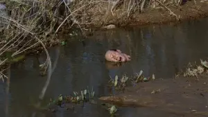 Backdrop to the movie "The Incredible Melting Man" #437864