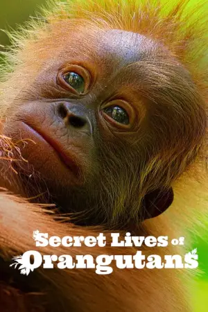 Poster to the movie "Secret Lives of Orangutans" #943690