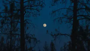 Backdrop to the movie "Train Dreams" #773317