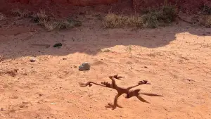 Backdrop to the movie "Coyote vs. Acme" #627554