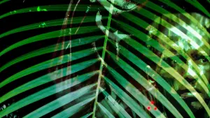 Backdrop to the movie "Predator" #210311