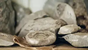 Backdrop to the movie "Ammonite" #901678