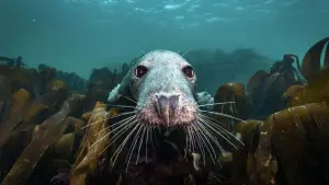 Backdrop to the movie "North Sea – Nature Untamed" #772989