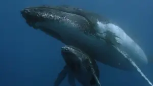 Backdrop to the movie "Des baleines, des tortues et des hommes" #789410