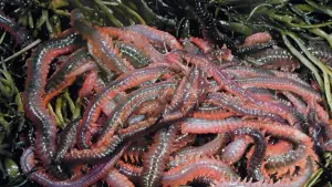 Backdrop to the movie "Squirm" #727676