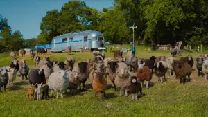 Backdrop to the movie "The Sheep Detectives" #813579
