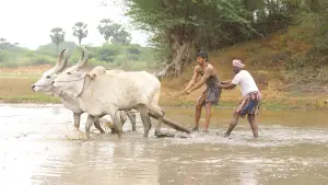 Backdrop to the movie "Bison Kaalamaadan" #786357