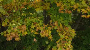 Backdrop to the movie "Little Forest: Summer/Autumn" #853900