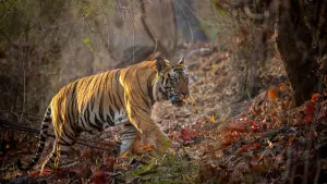 Backdrop to the movie "Tiger" #442904