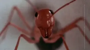 Backdrop to the movie "Phase IV" #383343