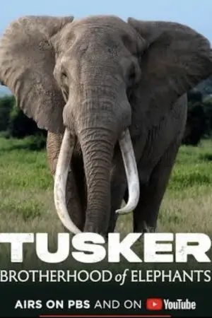 Tusker: Brotherhood of Elephants