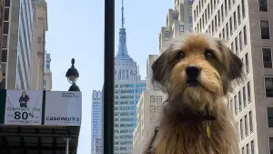 Backdrop to the movie "Benji" #404578