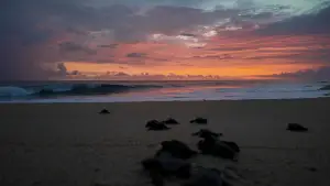 Backdrop to the movie "Return: Saving Turtles" #543133