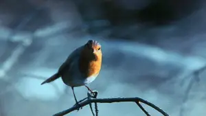 Backdrop to the movie "Gladiator" #552974