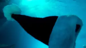 Backdrop to the movie "Kiss Kiss Bang Bang" #700661