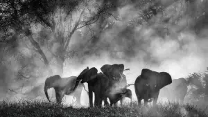 Backdrop to the movie "Ghost Elephants" #670882