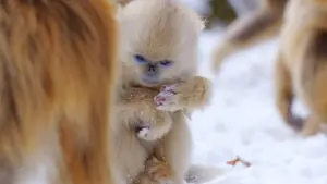 Backdrop to the movie "Born in China" #436601