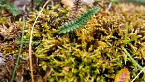 Backdrop to the movie "Gombrowicz or The Immaturity" #458315