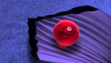 Backdrop to the movie "Finding Nemo" #554403