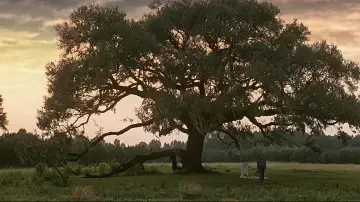 Backdrop to the movie "Forrest Gump" #528530