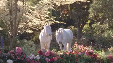 Backdrop to the movie "Heavenly Creatures" #882778