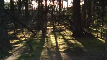 Backdrop to the movie "Sans Soleil" #1099354