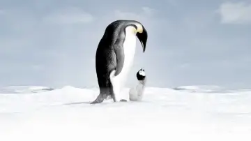Backdrop to the movie "March of the Penguins" #380319
