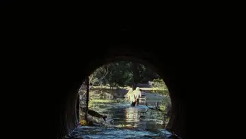 Backdrop to the movie "The Devil